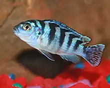 A female M. lombardoi in an aquarium.