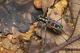 From Kerala