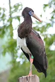 Abdim's stork