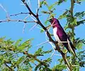 At Limpopo, South Africa