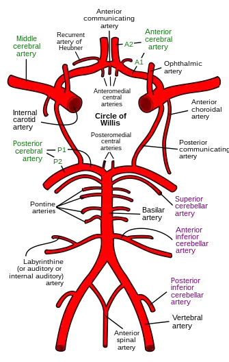 Diagram of the arterial circulation at the base of the brain (inferior view).