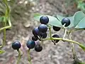 Fruit (McKay Reserve, Palm Beach, New South Wales)