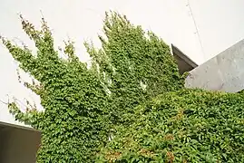 Climbing a building wall