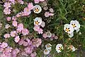 Cistus × skanbergii (pale pink) and Cistus × verguinii (white and spotted)