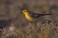 Citrine Wagtail at Nalsarovar Bird Sanctuary