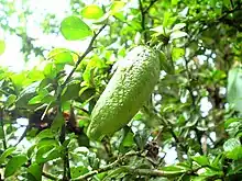 Green skin type finger lime