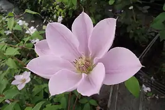 A clematis Chantilly.