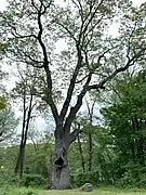 Large oak tree