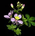 Cleome oxyphylla