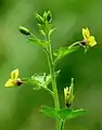 Cleome viscosa