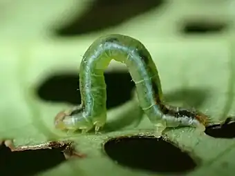 Larva