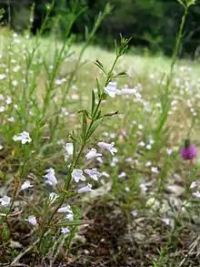 Clinopodium glabellum