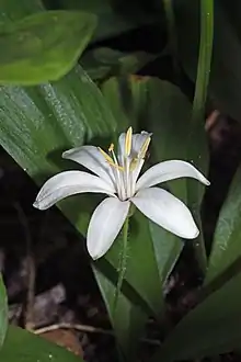 Clintonia uniflora, Mount Pilchuck State Park, Washington, July 2008