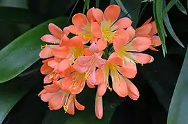 Orange flowered form