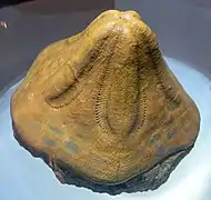 Clypeaster portentosus, Clypeasteroida, Miocene, c. 10 mya