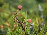 The unripe red and green berries