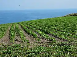 Coastal fields south of Ardmore