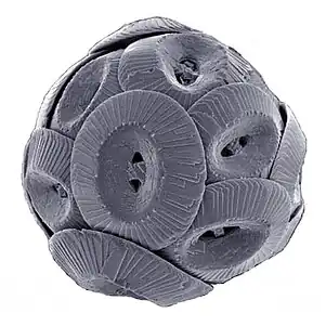 Coccolithophores have chalk plates called coccoliths, and produced the Cliffs of Dover.