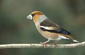 HawfinchCoccothraustes coccothraustes