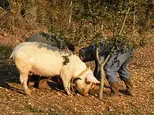 Trained pig searching for truffles in Gignac