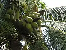 Coconut