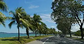 Coconut trees Kota Kinabalu.JPG