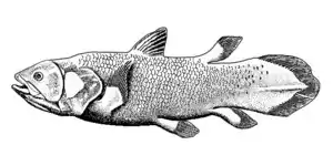 West Indian Ocean coelacanth Latimeria chalumnae