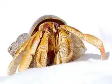 Anomura (hermit crabs and others)