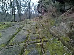 Photo showing an old road along a rocky slope in a forest of tall broad-leaved trees.