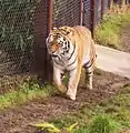 Igor, a male Amur tiger at Tiger Taiga