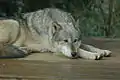 A wolf at Colchester Zoo