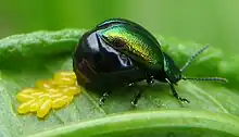 female laying eggs