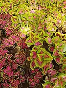 Coleus Plants