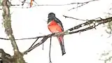 Collared trogon in Tapantí National Park.