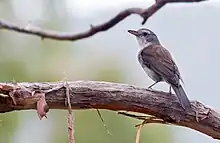 In Tasmania