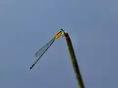 Dorsal view of female