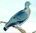 Stock pigeonColumba oenas