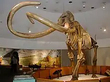 A reconstructed skeleton shaped like an elephant, set within a round exhibit and supported by cables from the ceiling. Lights shine down onto the skeleton, and a woman is viewing a colorful collage against a wall in the background.