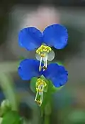 Commelina communis flowers