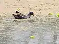 Common moorhen