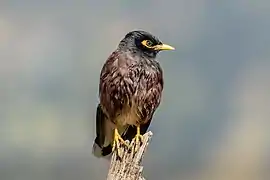 In Nepal