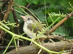 Juvenile in Pallikaranai wetland, Chennai