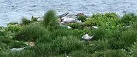 Nest site, Elliston, Newfoundland and Labrador