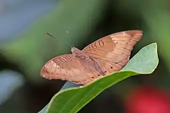 Female E. a. suddhodanaChitwan, Nepal