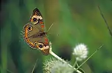 Common Buckeye Butterfly