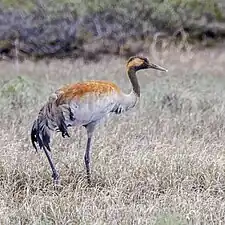 juvenile, Norway