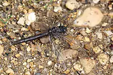 mature female (brown abdomen)