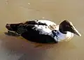 Male juvenile in first winter plumage, similar but different from eclipse plumage