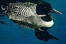 Common loon, Gavia immer (A)