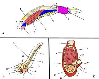 Image 15A. Lancelet (a chordate), B. Larval tunicate, C. Adult tunicate. Kowalevsky saw that the notochord (1) and gill slit (5) are shared by tunicates and vertebrates. (from Evolutionary developmental biology)